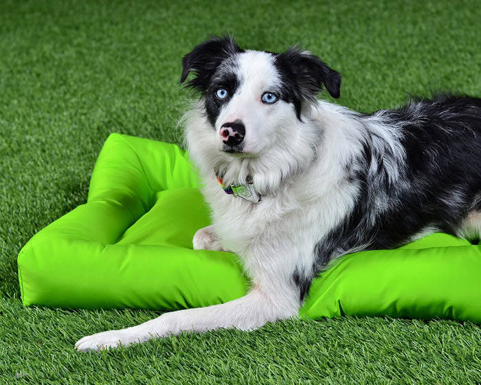 Waterproof Barrier Layout Dog Bed Cycle Dog-Earth Friendly Pet Company