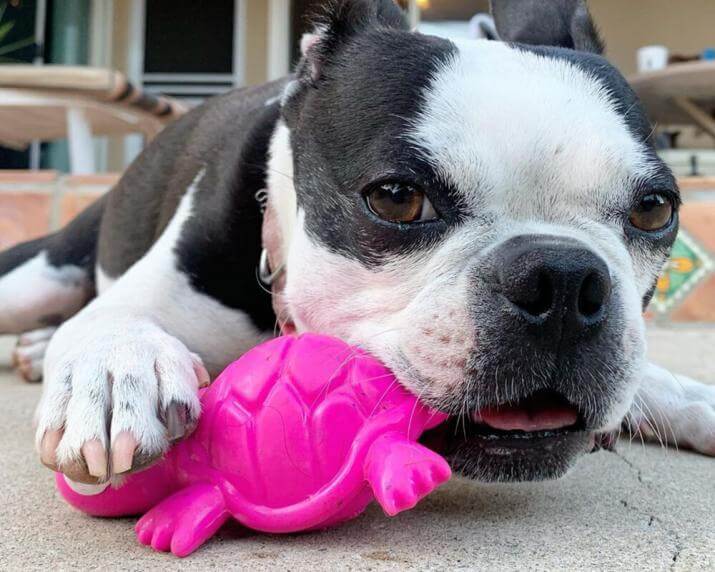 Dog chewing on turtle toy