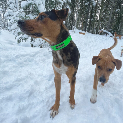 Dog in snow
