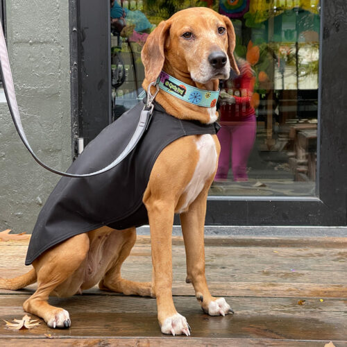 Dog Coat