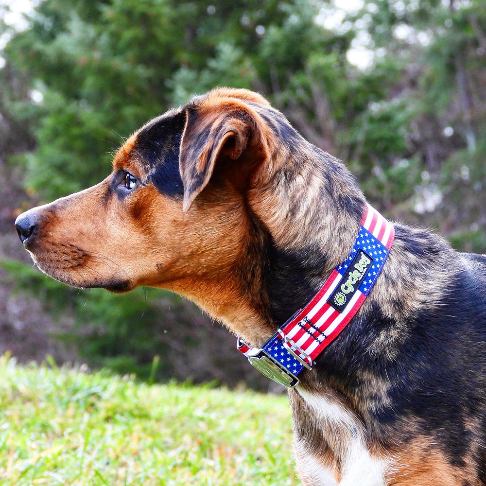 Dog with USA collar