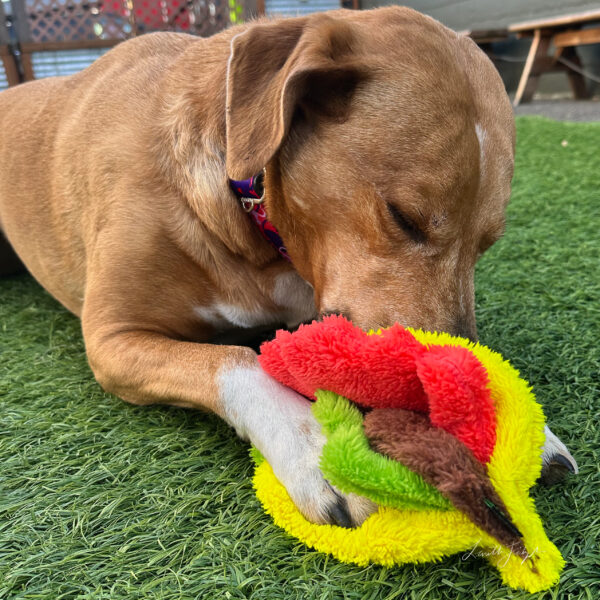 Duraplush Taco Dog toy