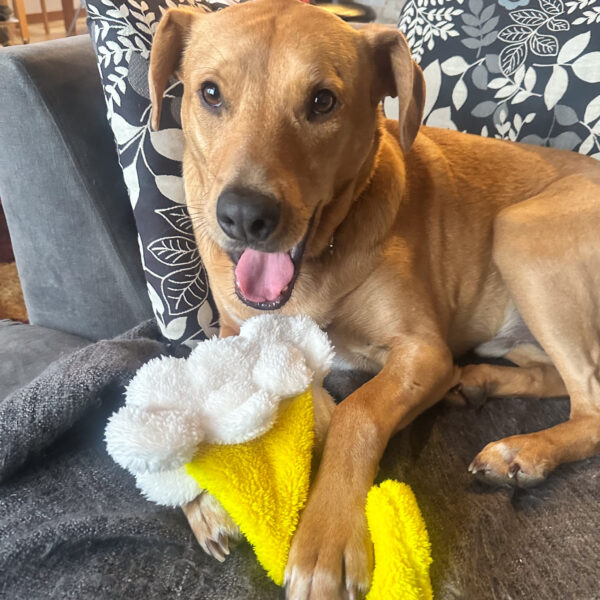 Duraplush pint of beer toy with dog