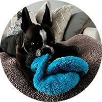 Dog with cycle dog toy