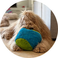 Dog with cycle dog ball