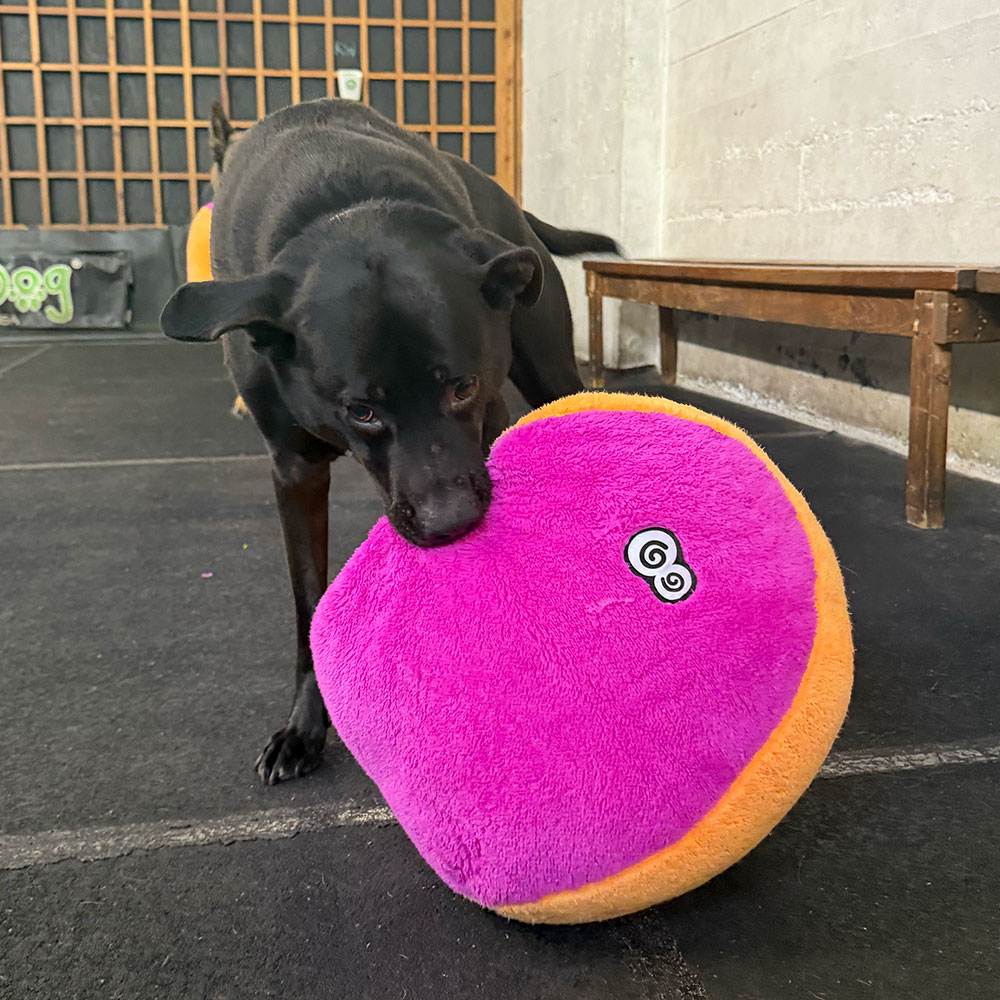 Black dog sniffing a large pink heart-shaped plush toy on a dark floor in an indoor space.